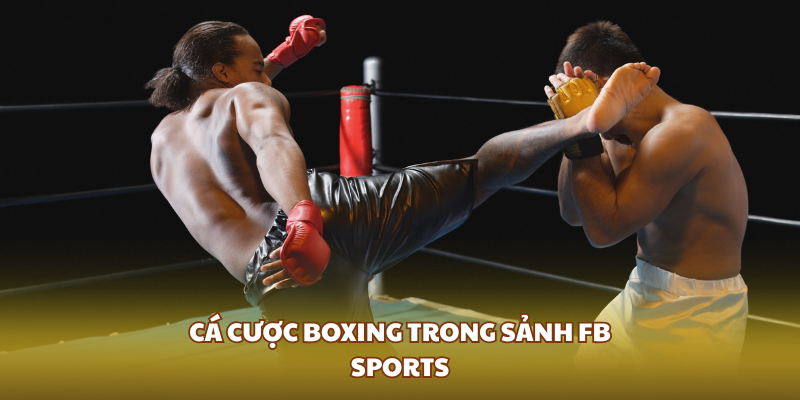Cá cược boxing trong sảnh FB Sports